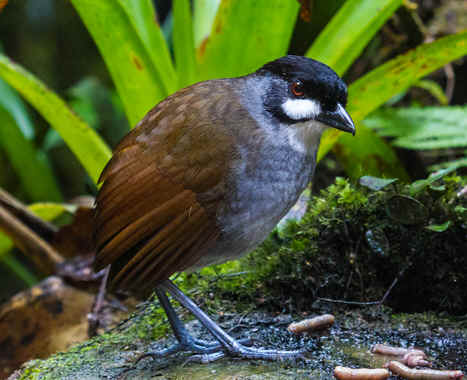  - jocotoco antpitta 2